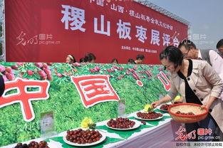 山西稷山板枣金秋文化节 千年古树结硕果，休闲观光迎丰收
